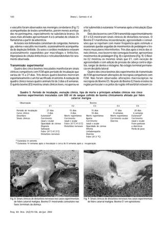 100                                                           Shana L. Garmatz et al.



e vasculite foram observados nas meninges cerebelares (Fig.7 )                e foi submetido à eutanásia 14 semanas após a inoculação (Qua-
acompanhadas de lesões semelhantes, porém menos acentua-                      dro 5).
das no parênquima, especialmente na substância branca. Os                         Dois dos bezerros com FCM transmitida experimentalmente
vasos mais afetados apresentavam 4 a 6 camadas de células in-                 (E1 e E2) mostraram sinais clínicos de distúrbios nervosos. O
flamatórias a partir da adventícia.                                           Bovino E1 manifestou incoordenação, agressividade e convul-
    As lesões nos linfonodos consistiam de congestão, hemorra-                sões que se repetiam com maior freqüência após estímulo e
gia, edema e vasculite necrosante, ocasionalmente acompanha-                  ocasionais quedas seguidas de movimentos de pedalagem e tre-
da de depleção linfóide. Os seios e cordões medulares estavam                 mores musculares intermitentes. Três dias após o início dos si-
ocasionalmente expandidos por macrófagos e linfócitos.                        nais clínicos, esse bezerro não conseguia levantar, apresentava
Hiperplasia de células linfocíticas e reticuloendoteliais foi rara-           movimentos de pedalagem (Fig. 8) e opistótono (Fig. 9). O Bovi-
mente observada.                                                              no E2 mostrou os mesmos sinais que E1, com exceção de
                                                                              agressividade e com adição de pressão da cabeça contra obje-
Transmissão experimental                                                      tos, ranger de dentes e nistagmo. No estágio terminal permane-
    Quatro dos cinco bovinos inoculados manifestaram sinais                   cia em decúbito lateral.
clínicos compatíveis com FCM após período de incubação que                        Quatro dos cinco bovinos dos experimentos de transmissão
variou de 15 a 27 dias. Três desses quatro bovinos morreram                   de FCM apresentaram alterações de necropsia compatíveis com
espontaneamente e um foi sacrificado in extremis. A evolução do               FCM. Não foram observadas alterações macroscópicas na
quadro clínico nesses quatro animais foi de 3 dias a 8 semanas.               necropsia do Bovino E5. Na pele do Bovino E2 havia erosões na
O quinto bovino (E5) mostrou sinais clínicos leves, recuperou-se              região periocular e os pêlos da região infraorbital estavam co-

            Quadro 5. Período de incubação, evolução clínica, tipo de morte e principais achados clínicos nos cinco
          bovinos experimentais inoculados com 500 ml de sangue colhido de bovino clinicamente afetado por febre
                                                      catarral maligna
            Observação                                                              Bovino
                                         E1                     E2                     E3                      E4                  E5

       Período de incubação            27 dias                15 dias                 15 dias                 17 dias            20 dias
       Curso clínico                    3 dias                 4 dias                 10 dias               8 semanas           6 semanas
       Desenlace                 Eutanásiaa             Morte espontânea        Morte espontânea         Morte espontânea     Eutanasiab
       Sinais clínicos           Corrimento             Corrimento              Apatia                   Corrimento ocular    Corrimento
                                 nasal e ocular         nasal e ocular          Corrimento               Diarréia             nasal e ocular
                                 Opacidade de córnea    Febre (41°C-41,5°C)     nasal e ocular                                Fezes pastosas
                                 Dispnéia               Distúrbios nervosos     Opacidade de córnea                           a diarréicas
                                 Salivação                                      Hifema                                        Perda de peso
                                 Febre (41°C-41,5°C)                            Linfadenopatia
                                 Distúrbios nervosos                            Diarréia
                                                                                Febre (41,5 oC)
      a   Eutanásia in extremis.
      b   Eutanásia 14 semanas após a inoculação e cerca de 8 semanas após a recuperação.




Fig. 8. Sinais clínicos de distúrbios nervosos nos casos experimentais        Fig. 9. Sinais clínicos de distúrbios nervosos nos casos experimentais
    de febre catarral maligna. Bovino E1 mostrando convulsões nas                  de febre catarral maligna. Bovino E1 em opistótono.
    fases terminais da doença.

Pesq. Vet. Bras. 24(2):93-106, abr./jun. 2004
 