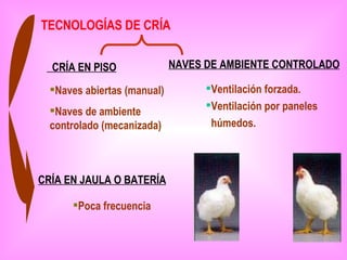 TECNOLOGÍAS DE CRÍA


  CRÍA EN PISO               NAVES DE AMBIENTE CONTROLADO

  Naves abiertas (manual)         Ventilación forzada.
  Naves de ambiente               Ventilación por paneles
  controlado (mecanizada)           húmedos.



CRÍA EN JAULA O BATERÍA

      Poca frecuencia
 