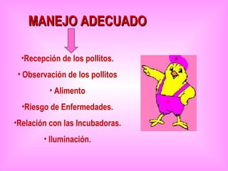 MANEJO ADECUADO

  •Recepción de los pollitos.
 • Observación de los pollitos
          • Alimento
  •Riesgo de Enfermedades.
•Relación con las Incubadoras.
        • Iluminación.
 