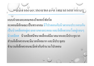 แบบจําลองอะตอมของรัทเทอร์ฟอร์ด
อะตอมมีลักษณะเป็นทรงกลม มีโปรตอนกับนิวตรอนประกอบกัน
เป็นนิวเคลียสอยู่ตรงกลางของอะตอม และอิเล็กตรอนวิ่งอยู่รอบๆ
นิวเคลียส นิวเคลียสมีขนาดเล็กแต่มีมวลมากและมีประจุบวก
ส่วนอิเล็กตรอนจะมีมวลน้อยมาก และมีประจุลบ
จํานวนอิเล็กตรอนจะมีเท่ากับจํานวนโปรตอน
 