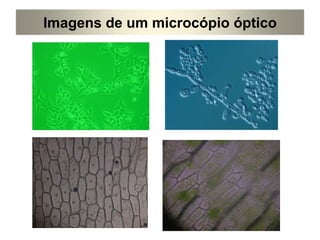 Imagens de um microcópio óptico 