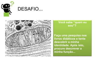DESAFIO... Você sabe “quem eu sou”?  Faça uma pesquisa nos livros didáticos e tente descobrir a minha identidade. Após isto, procure descrever a minha função... 