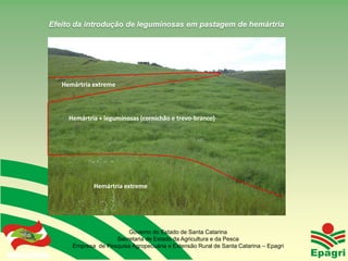 Efeito da introdução de leguminosas em pastagem de hemártria




                       Hemártria extreme



                         Hemártria + leguminosas (cornichão e trevo-branco)




                                 Hemártria extreme




                                            Governo do Estado de Santa Catarina
                                        Secretaria de Estado da Agricultura e da Pesca
                          Empresa de Pesquisa Agropecuária e Extensão Rural de Santa Catarina – Epagri
Governo do Estado
 