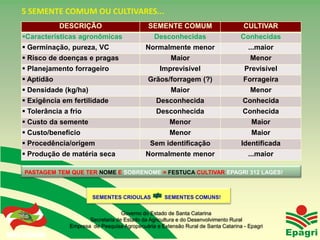 5 SEMENTE COMUM OU CULTIVARES...
                    DESCRIÇÃO                       SEMENTE COMUM                         CULTIVAR
   Características agronômicas                        Desconhecidas                     Conhecidas
    Germinação, pureza, VC                        Normalmente menor                        ...maior
    Risco de doenças e pragas                               Maior                           Menor
    Planejamento forrageiro                             Imprevisível                     Previsível
    Aptidão                                        Grãos/forragem (?)                    Forrageira
    Densidade (kg/ha)                                       Maior                           Menor
    Exigência em fertilidade                          Desconhecida                       Conhecida
    Tolerância a frio                                 Desconhecida                       Conhecida
    Custo da semente                                        Menor                           Maior
    Custo/benefício                                         Menor                           Maior
    Procedência/origem                              Sem identificação                   Identificada
    Produção de matéria seca                      Normalmente menor                        ...maior

     PASTAGEM TEM QUE TER NOME E SOBRENOME = FESTUCA CULTIVAR EPAGRI 312 LAGES!



                              SEMENTES CRIOULAS            SEMENTES COMUNS!

                                          Governo do Estado de Santa Catarina
                             Secretaria de Estado da Agricultura e do Desenvolvimento Rural
                      Empresa de Pesquisa Agropecuária e Extensão Rural de Santa Catarina - Epagri
Governo do Estado
 