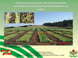 EFEITOS DA GEADA DO DIA 15/07/2010 EM DIVERSAS
                    CULTIVARES DE AVEIAS NA ESTAÇÃO EXPERIMENTAL DE
                                                        LAGES




                                                                                       FUNDACEP 43

Fonte: Epagri/EEL (Pesquisa em andamento)



                                         Governo do Estado de Santa Catarina
                                     Secretaria de Estado da Agricultura e da Pesca
Governo do Estado      Empresa de Pesquisa Agropecuária e Extensão Rural de Santa Catarina – Epagri
 