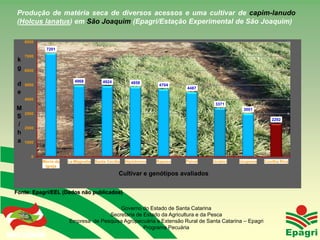 Produção de matéria seca de diversos acessos e uma cultivar de capim-lanudo
(Holcus lanatus) em São Joaquim (Epagri/Estação Experimental de São Joaquim)

     8000
                    7201
     7000
 k
 g   6000

                              4968           4924          4858
 d   5000                                                             4704
                                                                              4487
 e
     4000
                                                                                        3371
M                                                                                                 3001
     3000
S                                                                                                             2292
/    2000
h
a    1000


         0
                Morro da   La Magnolia   Santa Cecília   Hipódromo   Raposo   Painel   Urubici   Urupema   Coxilha Rica
                 Igreja
                                                     Cultivar e genótipos avaliados

Fonte: Epagri/EEL (Dados não publicados)


                                             Governo do Estado de Santa Catarina
                                         Secretaria de Estado da Agricultura e da Pesca
                           Empresa de Pesquisa Agropecuária e Extensão Rural de Santa Catarina – Epagri
Governo do Estado
                                                       Programa Pecuária
 