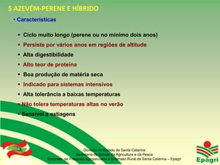5 AZEVÉM-PERENE E HÍBRIDO
  • Características

       Ciclo muito longo (perene ou no mínimo dois anos)
       Persiste por vários anos em regiões de altitude
       Alta digestibilidade
       Alto teor de proteína
       Boa produção de matéria seca
       Indicado para sistemas intensivos
       Alta tolerância a baixas temperaturas
       Não tolera temperaturas altas no verão
       Sensível a estiagens




                                      Governo do Estado de Santa Catarina
                                  Secretaria de Estado da Agricultura e da Pesca
Governo do Estado   Empresa de Pesquisa Agropecuária e Extensão Rural de Santa Catarina – Epagri
 
