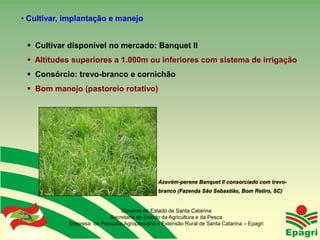 • Cultivar, implantação e manejo


       Cultivar disponível no mercado: Banquet II
       Altitudes superiores a 1.000m ou inferiores com sistema de irrigação
       Consórcio: trevo-branco e cornichão
       Bom manejo (pastoreio rotativo)




                                                      Azevém-perene Banquet II consorciado com trevo-
                                                      branco (Fazenda São Sebastião, Bom Retiro, SC)


                                      Governo do Estado de Santa Catarina
                                  Secretaria de Estado da Agricultura e da Pesca
                    Empresa de Pesquisa Agropecuária e Extensão Rural de Santa Catarina – Epagri
Governo do Estado
 