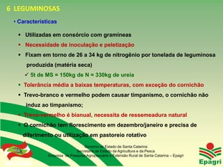 6 LEGUMINOSAS
   • Características

        Utilizadas em consórcio com gramíneas
        Necessidade de inoculação e peletização
        Fixam em torno de 26 a 34 kg de nitrogênio por tonelada de leguminosa
              produzida (matéria seca)
             5t de MS = 150kg de N = 330kg de ureia
        Tolerância média a baixas temperaturas, com exceção do cornichão
        Trevo-branco e vermelho podem causar timpanismo, o cornichão não
              induz ao timpanismo;
        Trevo-vermelho é bianual, necessita de ressemeadura natural
        O cornichão tem florescimento em dezembro/janeiro e precisa de
           diferimento ou utilização em pastoreio rotativo
                                       Governo do Estado de Santa Catarina
                                   Secretaria de Estado da Agricultura e da Pesca
                     Empresa de Pesquisa Agropecuária e Extensão Rural de Santa Catarina – Epagri
 Governo do Estado
 