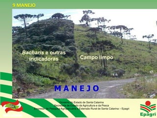 9 MANEJO




                    Bacharis e outras
                      indicadoras                           Campo limpo




                                        MANEJO
                                          Governo do Estado de Santa Catarina
                                      Secretaria de Estado da Agricultura e da Pesca
                        Empresa de Pesquisa Agropecuária e Extensão Rural de Santa Catarina – Epagri
Governo do Estado
 