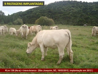 9 PASTAGENS IMPLANTADAS




KLm 138 (Az-a) + trevo-branco (São Joaquim, SC, 19/03/2012, implantação em 2012 )
Governo do Estado
 