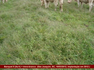 Banquet II (Az-h) + trevo-branco (São Joaquim, SC, 19/03/2012, implantação em 2012 )
Governo do Estado
 