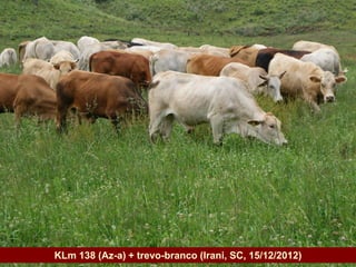 Governo do Estado   KLm 138 (Az-a) + trevo-branco (Irani, SC, 15/12/2012)
 