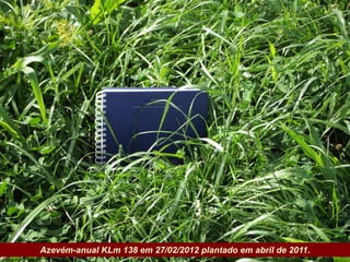 Azevém-anual KLm 138 em 27/02/2012 plantado em abril de 2011.
Governo do Estado
 