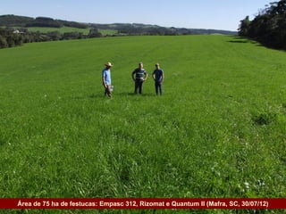 Área de 75Festuca Rizomat + trevo-branco (Irani, 15/12/2012) 30/07/12)
             ha de festucas: Empasc 312, Rizomat e Quantum II (Mafra, SC,
Governo do Estado
 