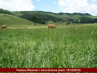 Governo do Estado
                    Festuca Rizomat + trevo-branco (Irani, 15/12/2012)
 