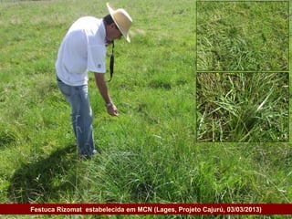 Festuca Rizomat estabelecida em MCN (Lages, Projeto Cajurú, 03/03/2013)
Governo do Estado
 