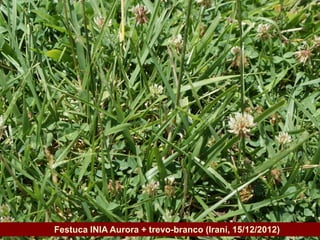 Governo do Estado   Festuca INIA Aurora + trevo-branco (Irani, 15/12/2012)
 