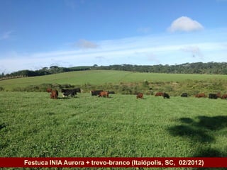 Festuca INIA Aurora + trevo-branco (Itaiópolis, SC, 02/2012)
Governo do Estado
 