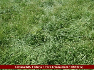 Governo do Estado   Festuca INIA Fortuna + trevo-branco (Irani, 15/12/2012)
 