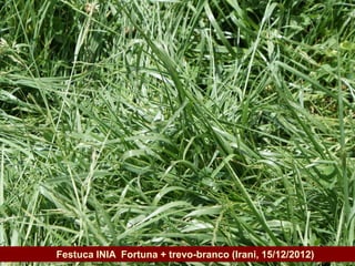 Governo do Estado   Festuca INIA Fortuna + trevo-branco (Irani, 15/12/2012)
 