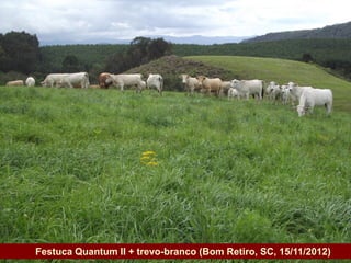 Festuca Quantum II + trevo-branco (Bom Retiro, SC, 15/11/2012)
Governo do Estado
 