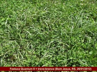 Festuca Quantum II + trevo-branco (Bom Jesus, RS, 26/01/2012)
Governo do Estado
 