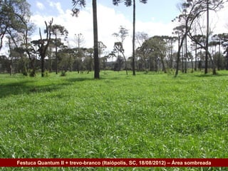 Festuca Quantum II + trevo-branco (Itaiópolis, SC, 18/08/2012) – Área sombreada
Governo do Estado
 