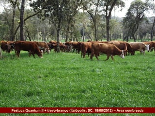 Festuca Quantum II + trevo-branco (Itaiópolis, SC, 18/08/2012) – Área sombreada
Governo do Estado
 