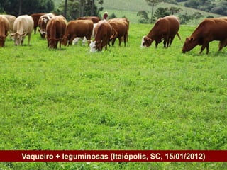 Vaqueiro + leguminosas (Itaiópolis, SC, 15/01/2012)
Governo do Estado
 
