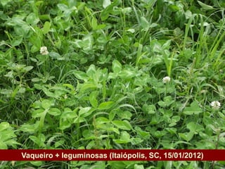 Vaqueiro + leguminosas (Itaiópolis, SC, 15/01/2012)
Governo do Estado
 