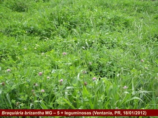 Braquiária brizantha MG – 5 + leguminosas (Ventania, PR, 18/01/2012)
   Governo do Estado
 