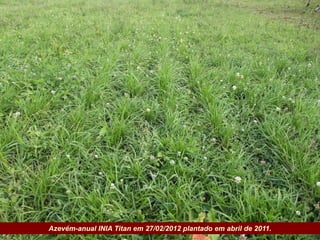 Governo do Estado   Azevém-anual INIA Titan em 27/02/2012 plantado em abril de 2011.
 