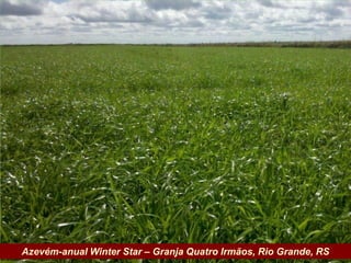 Azevém-anual Winter Star – Granja Quatro Irmãos, Rio Grande, RS
Governo do Estado
 