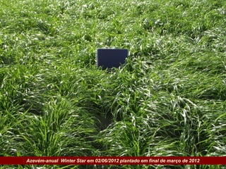 Azevém-anual Winter Star em 02/06/2012 plantado em final de março de 2012
Governo do Estado
 