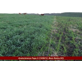 Governo do Estado   Aveia-branca Fapa 2 (13/06/12, Bom Retiro,SC)
 