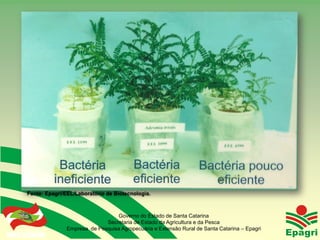 Fonte: Epagri/EEL/Laboratório de Biotecnologia.



                                       Governo do Estado de Santa Catarina
                                   Secretaria de Estado da Agricultura e da Pesca
Governo do Estado    Empresa de Pesquisa Agropecuária e Extensão Rural de Santa Catarina – Epagri
 