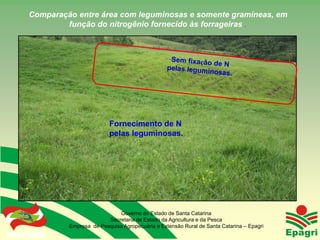 Comparação entre área com leguminosas e somente gramíneas, em
               função do nitrogênio fornecido às forrageiras .




                                   Fornecimento de N
                                   pelas leguminosas.




                                      Governo do Estado de Santa Catarina
                                  Secretaria de Estado da Agricultura e da Pesca
                    Empresa de Pesquisa Agropecuária e Extensão Rural de Santa Catarina – Epagri
Governo do Estado
 