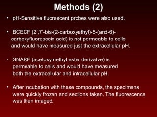 Methods (2)
• pH-Sensitive fluorescent probes were also used.
• BCECF (2’,7’-bis-(2-carboxyethyl)-5-(and-6)-
carboxyfluorescein acid) is not permeable to cells
and would have measured just the extracellular pH.
• SNARF (acetoxymethyl ester derivatve) is
permeable to cells and would have measured
both the extracellular and intracellular pH.
• After incubation with these compounds, the specimens
were quickly frozen and sections taken. The fluorescence
was then imaged.
 
