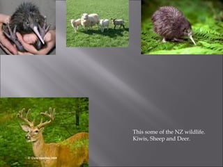 This some of the NZ wildlife. Kiwis, Sheep and Deer. 
