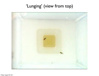 ‘Lunging’ (view from top)




Friday, August 26, 2011
 