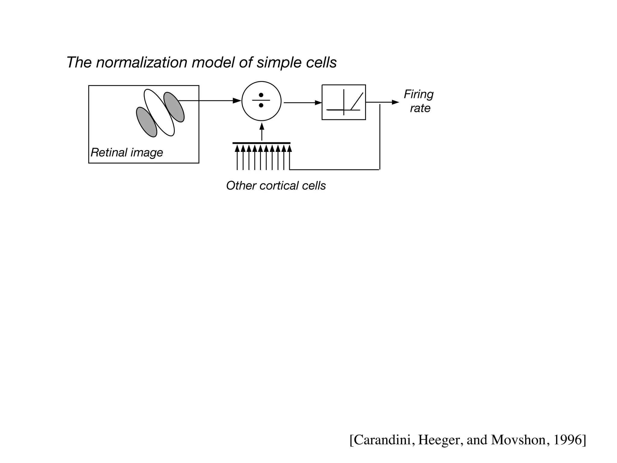 Retinal image


The normalization model of simple cells
                                                          Firing
                                                           rate


   Retinal image

                       Other cortical cells

RC circuit implementation



                                                          Firing
   Retinal image                                           rate




                                   Other cortical cells


                                               [Carandini, Heeger, and Movshon, 1996]
 