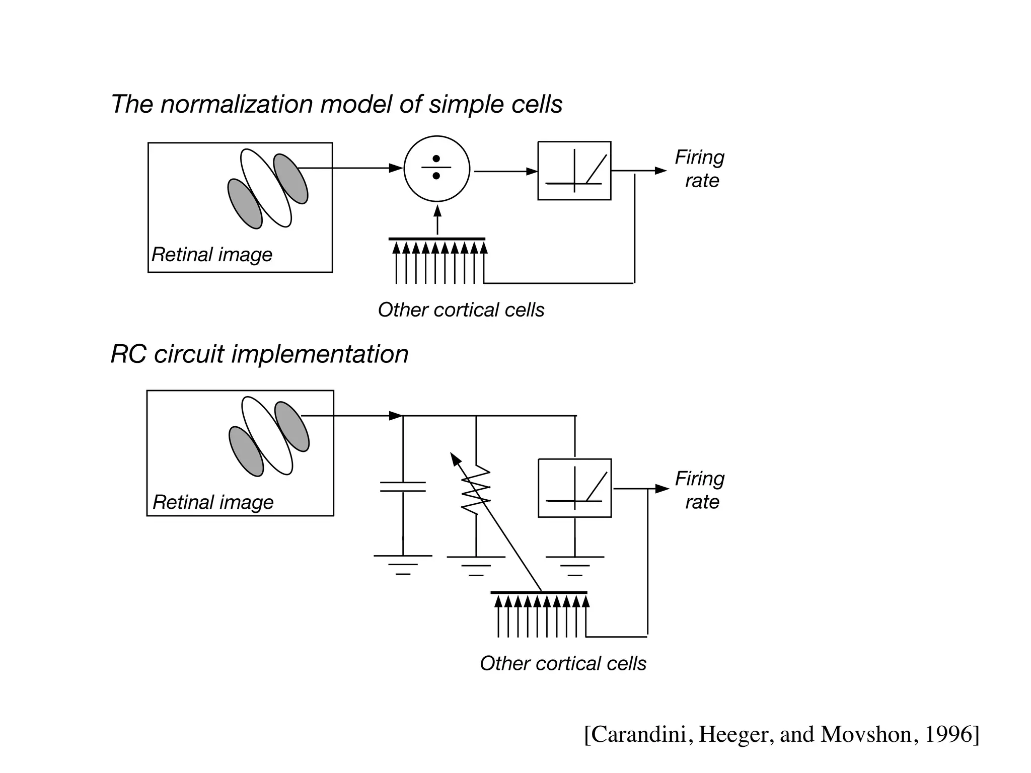 Retinal image


The normalization model of simple cells
                                                          Firing
                                                           rate


   Retinal image

                       Other cortical cells

RC circuit implementation



                                                          Firing
   Retinal image                                           rate




                                   Other cortical cells


                                               [Carandini, Heeger, and Movshon, 1996]
 