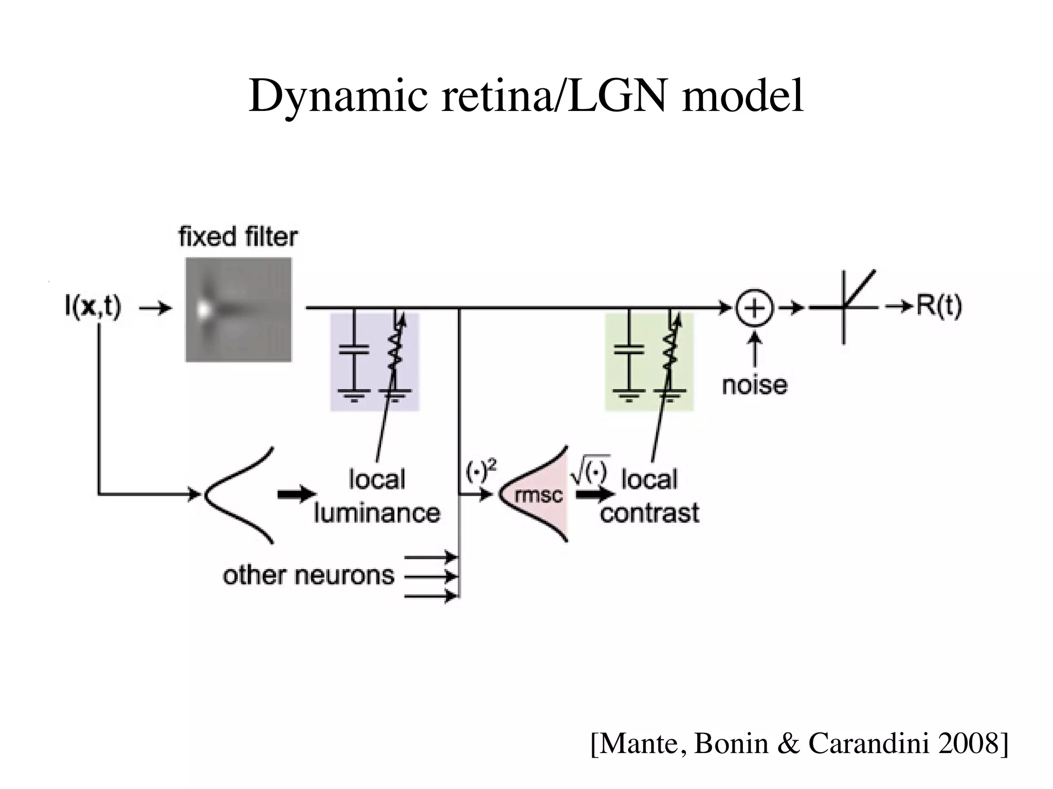 Dynamic retina/LGN model




              [Mante, Bonin & Carandini 2008]
 