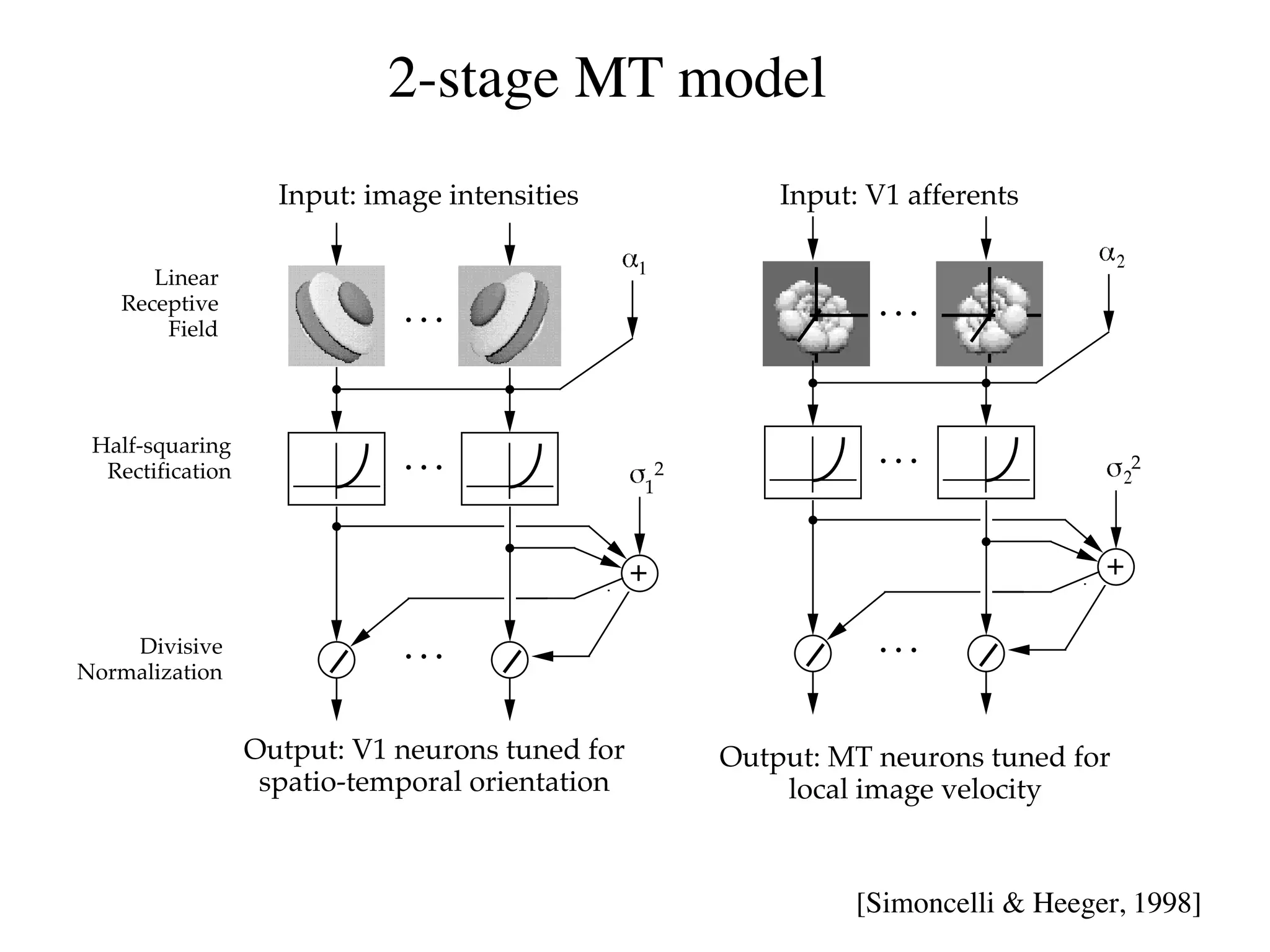 2-stage MT model
                    Input: image intensities                 Input: V1 afferents

                                                 1
      Linear
   Receptive                  ...                                   ...
       Field




 Half-squaring                                                      ...
  Rectification               ...                    2                                    2
                                                 1



                                                 +                                    +

    Divisive                  ...                                   ...
Normalization


                  Output: V1 neurons tuned for           Output: MT neurons tuned for
                   spatio-temporal orientation               local image velocity


                                                                   [Simoncelli & Heeger, 1998]
 