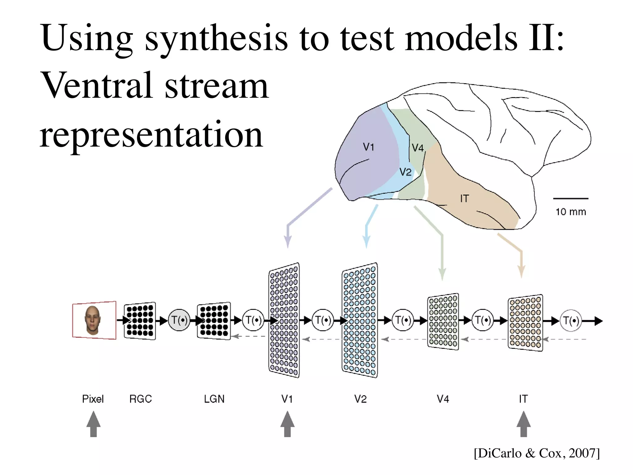 rates of an IT population of 200 neurons, despite variation     evidence suggests that the ventral stream transfor
in object position and size [19]. It is important to note that   (culminating in IT) solves object recognition by unta

       Using synthesis to test models II:
using ‘stronger’ (e.g. non-linear) classiﬁers did not substan-
tially improve recognition performance and the same
                                                                 object manifolds. For each visual image striking the e
                                                                 total transformation happens progressively (i.e. st



       Ventral stream
       representation




                                                                                        [DiCarlo  Cox, 2007]
 