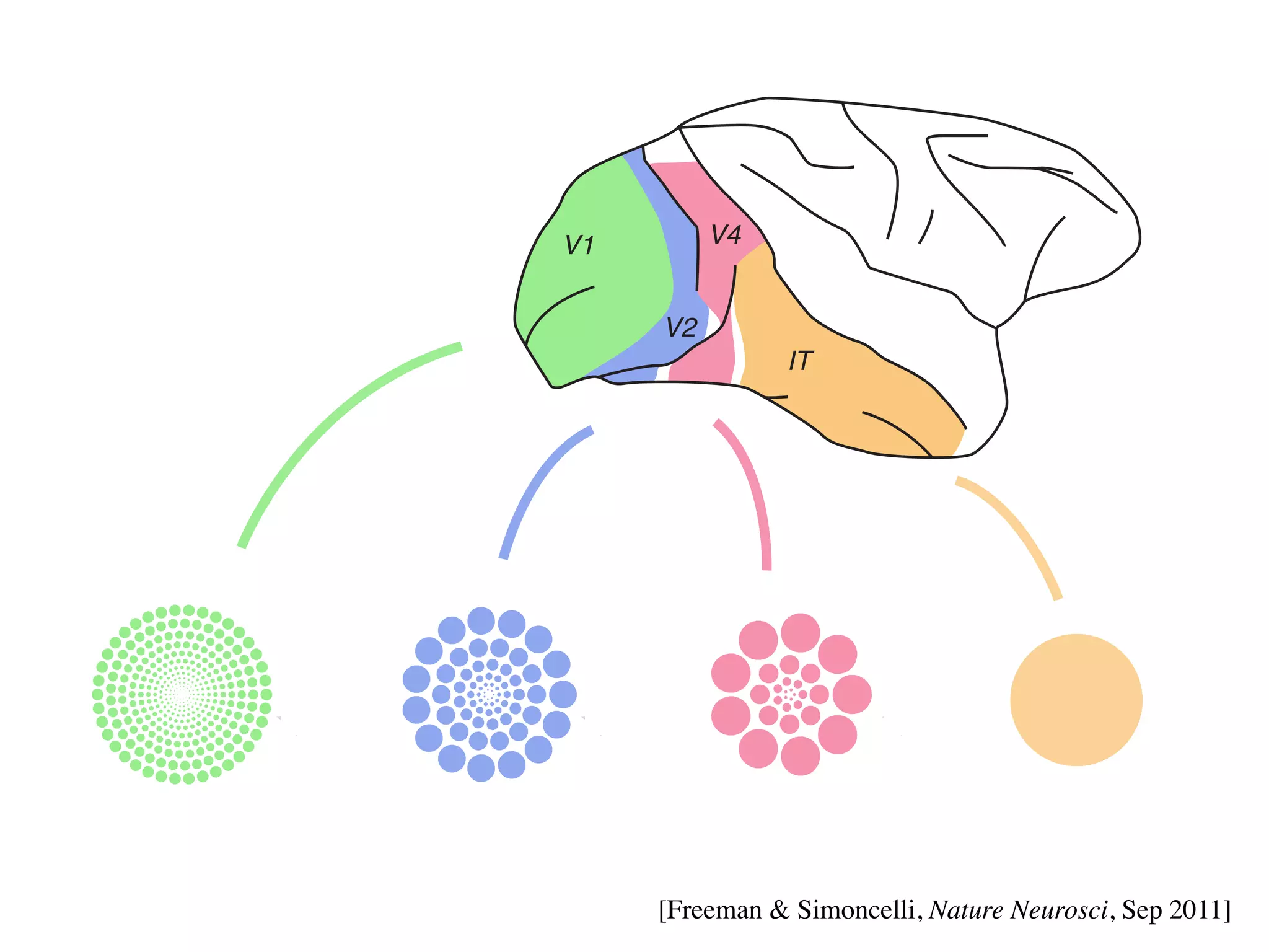 V1        V4


               V2
                          IT




V1   V2                  V4                     IT
               [Freeman  Simoncelli, Nature Neurosci, Sep 2011]
 