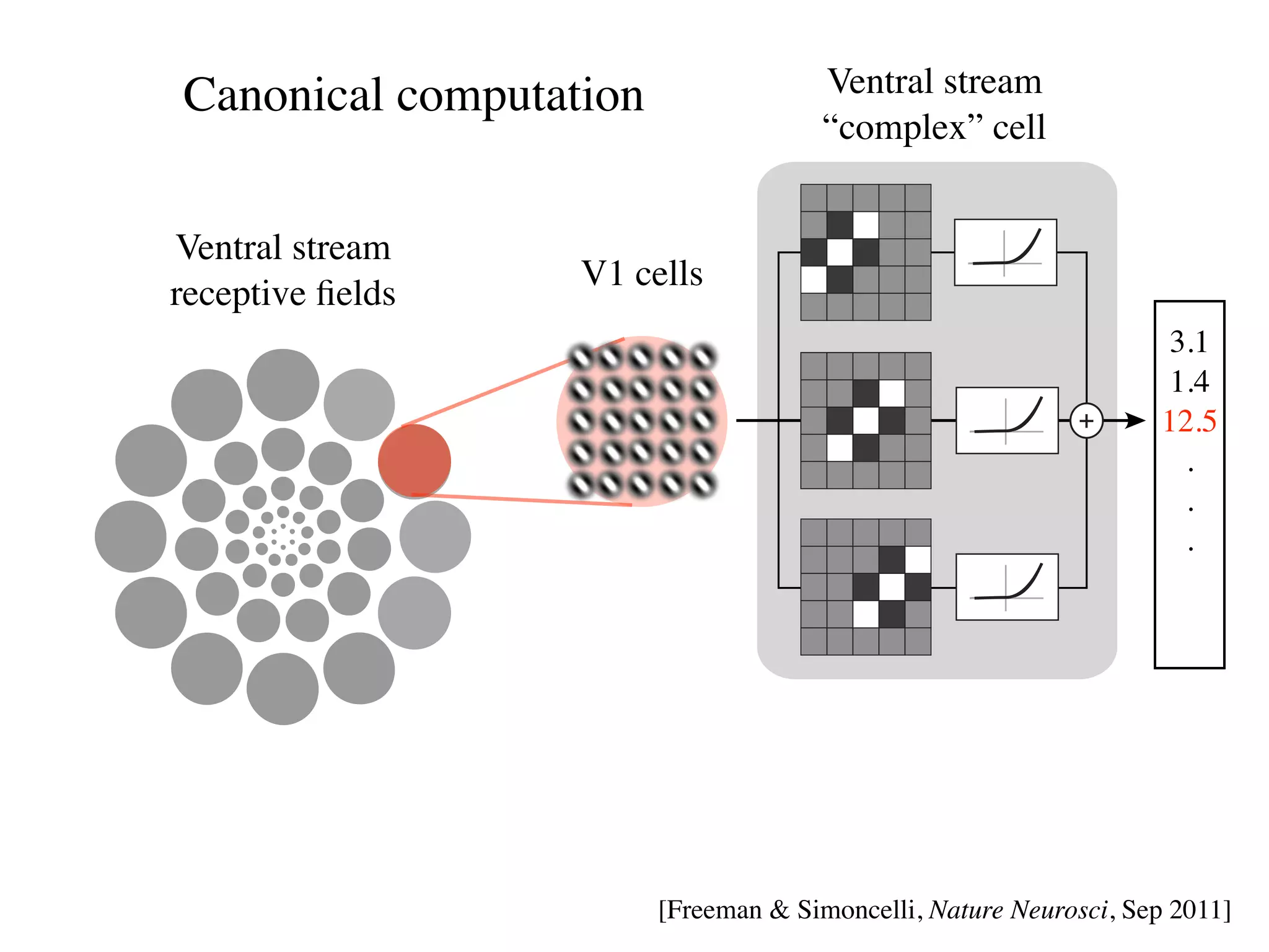 2

    1



           1
        Canonical computation                 Ventral stream
                                              “complex” cell


        Ventral stream
                          V1 cells
        receptive ﬁelds
                                                                           3.1
                                                                           1.4
                                                                   +      12.5
                                                                            .
                                                                            .
                                                                            .




                                [Freeman  Simoncelli, Nature Neurosci, Sep 2011]
 