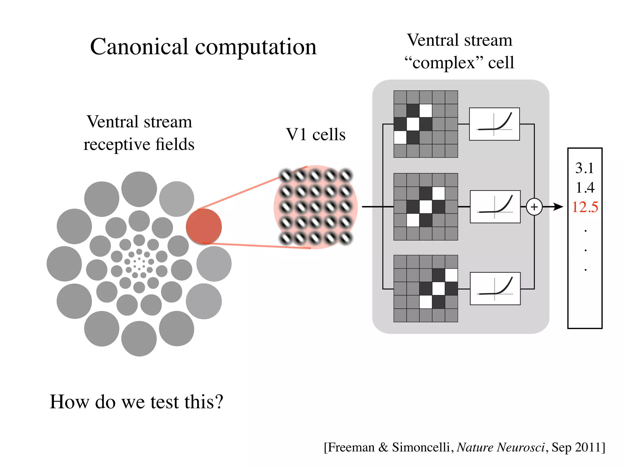 2

    1



           1
        Canonical computation                 Ventral stream
                                              “complex” cell


        Ventral stream
                           V1 cells
        receptive ﬁelds
                                                                           3.1
                                                                           1.4
                                                                   +      12.5
                                                                            .
                                                                            .
                                                                            .




    How do we test this?

                                [Freeman  Simoncelli, Nature Neurosci, Sep 2011]
 