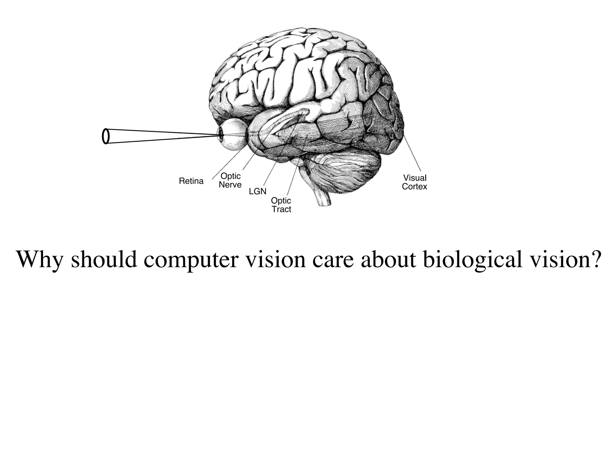 Optic                 Visual
               Retina   Nerve                 Cortex
                                LGN
                                      Optic
                                      Tract




Why should computer vision care about biological vision?
 